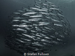 "Don't follow the path. Go where there is no path and sta... by Stefan Follows 